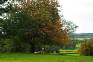 august-2011-autumn-colours-001